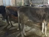 母牛, Swiss cattle — 照片 1