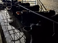 Бұқа, Swiss cattle — 3-сурет