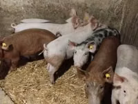 Sow, Pigs — photo 3