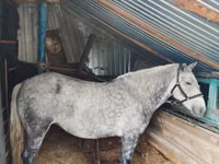 Yegua, Ukrainian Riding Horse — foto 1