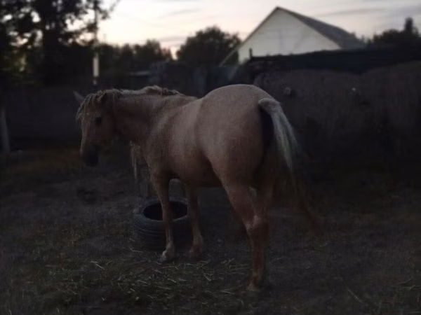 Stute, Palomino