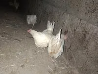 Leghorn — Foto 4