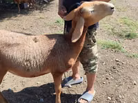 Schaf, Arashan sheep — Foto 1