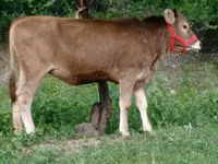 母牛, Swiss cattle — 照片 1