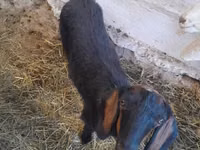 Ziege, Nubian Goat — Foto 1