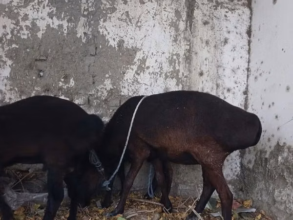 كبش, Hissar sheep — أوزبكستان