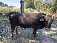 公牛, Cattle — 照片 1