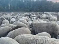 Schaf, Schafe — Foto 7