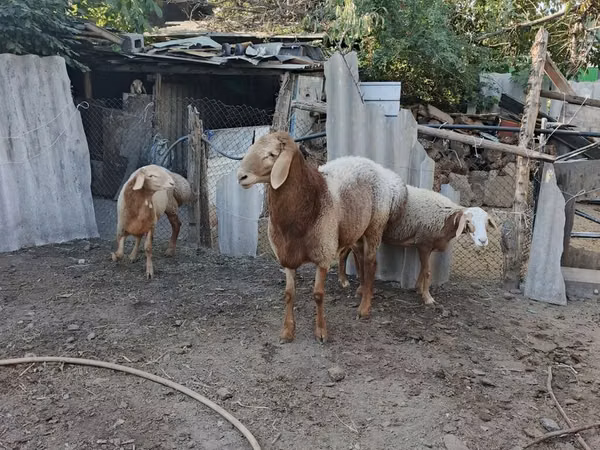 Carnero, Arashan sheep — Kirguistán