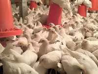 Chickens — foto 7