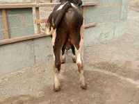 Bulle, Holstein-Rasse — Foto 3
