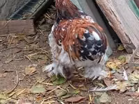 Bantam Pekín — foto 4