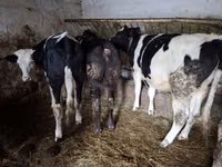 Kuh, Russian Black pied cattle — Foto 8