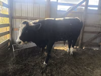 Bulle, Holstein-Rasse — Foto 3
