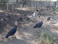 Turkeys — الصورة 1