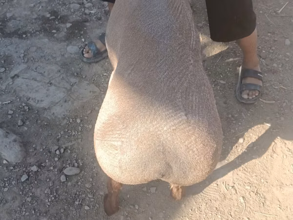 Carnero, Edilbay sheep — Kirguistán