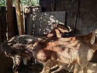 Widder, Hissar sheep — Foto 6