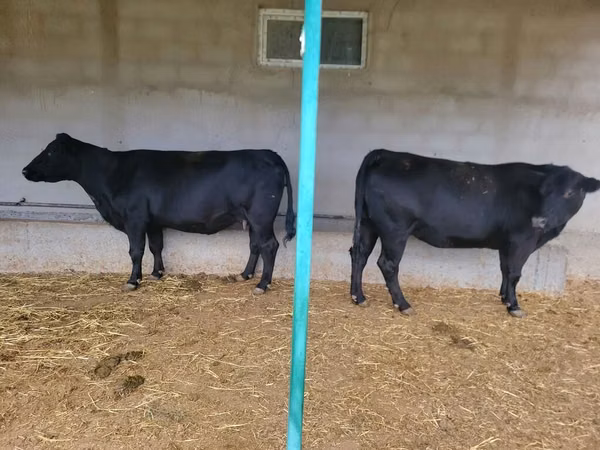 母牛, Aberdeen-Angus — 吉尔吉斯斯坦