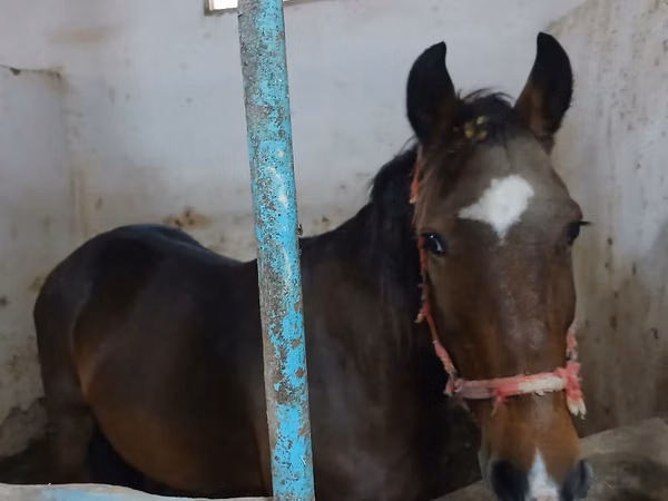 Mare, Horses — Kazakhstan