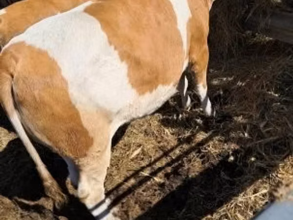 Kuh, Simmental cattle
