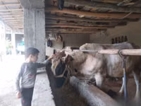 Bulle, Simmental cattle — Foto 5