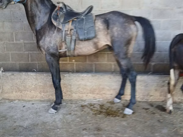 Hengst, Arabian horse