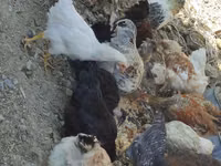 Chickens — الصورة 1