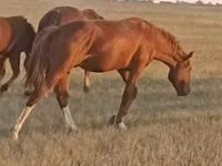 Ат, Дон тукуму — сүрөт 1