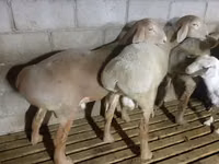 Кочкор, Рён кочкору — сүрөт 4