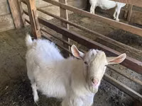 Ziege, Saanen goat — Foto 2