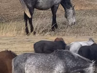 Hengst, Kazakh horse — Foto 4