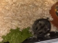 Cüce hamster və tam dəst aksesuarlar Qefes ile biryerde satılır 2-3 — Foto 1