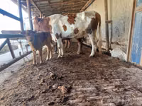 Kuh, Simmental cattle — Foto 2
