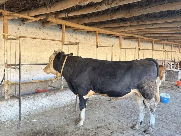Bulle, Simmental cattle