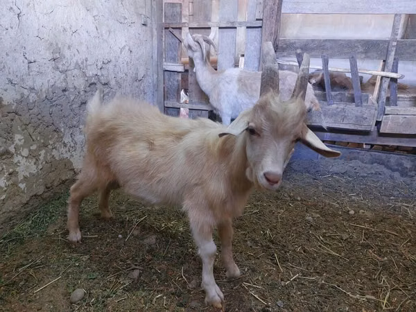 Ziege, Saanen goat