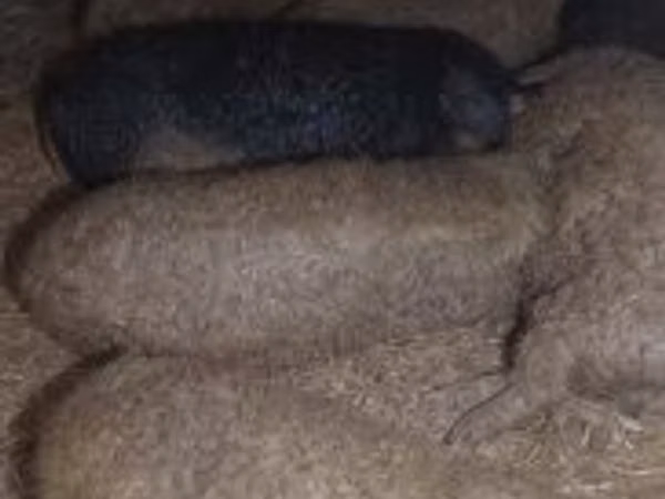 Säue, 