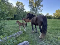 Toychoq, Gypsy horse — 6-rasm