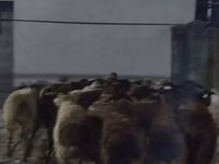 मेढ़ा, भेड़ — फ़ोटो 6
