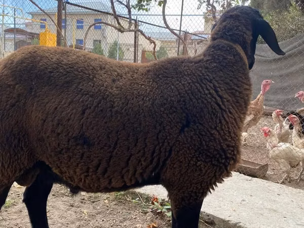 كبش, Arashan sheep — أوزبكستان