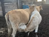 Kuh, Simmental cattle — Foto 1