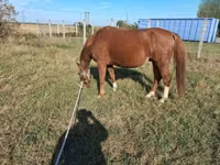 Horse (M), Horses — photo 8