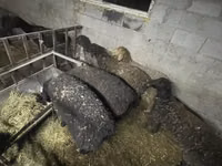 母羊, Sheep — 照片 3