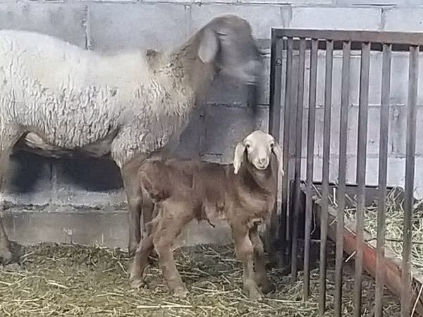 Schaf, Arashan sheep