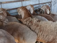 كبش, Arashan sheep — الصورة 6