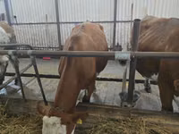 Sigir, Simmental cattle — 1-rasm