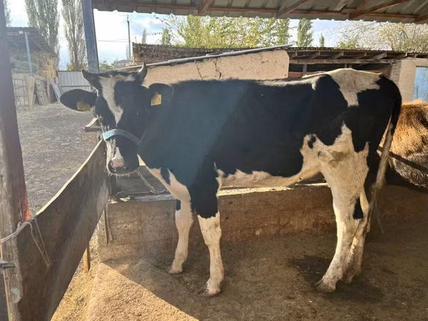 母牛, Holstein breed — 吉尔吉斯斯坦