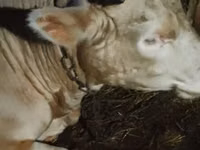 Bulle, Simmental cattle — Foto 3