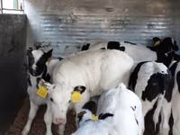 Bovinos (lote, sexo no especificado), Russian Black pied cattle — foto 4