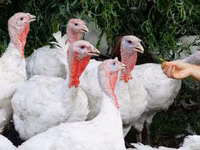 Turkeys — foto 1