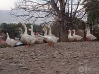Ducks — Foto 6